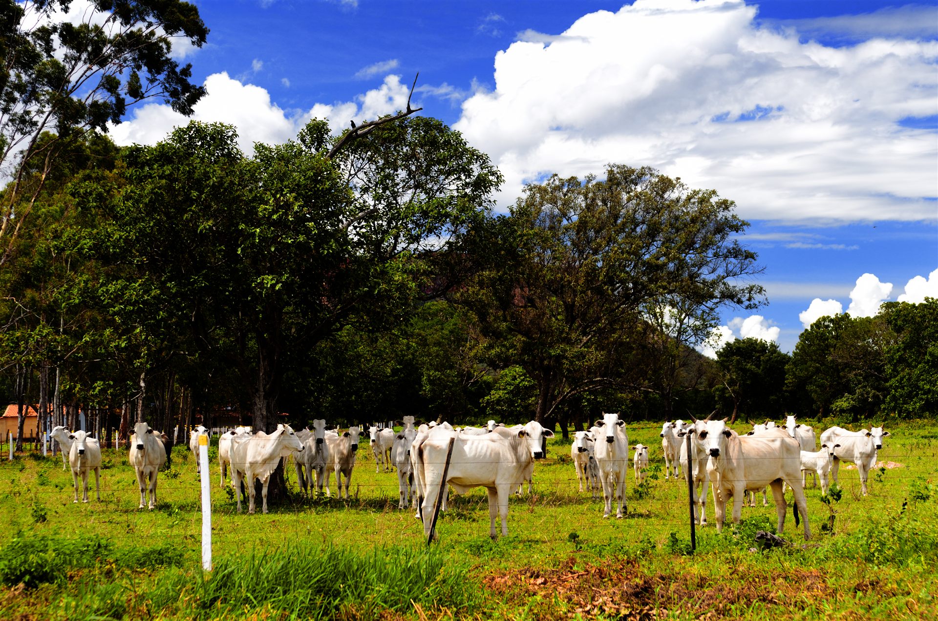 Gado nelore em pasto cercado, próximo à mata