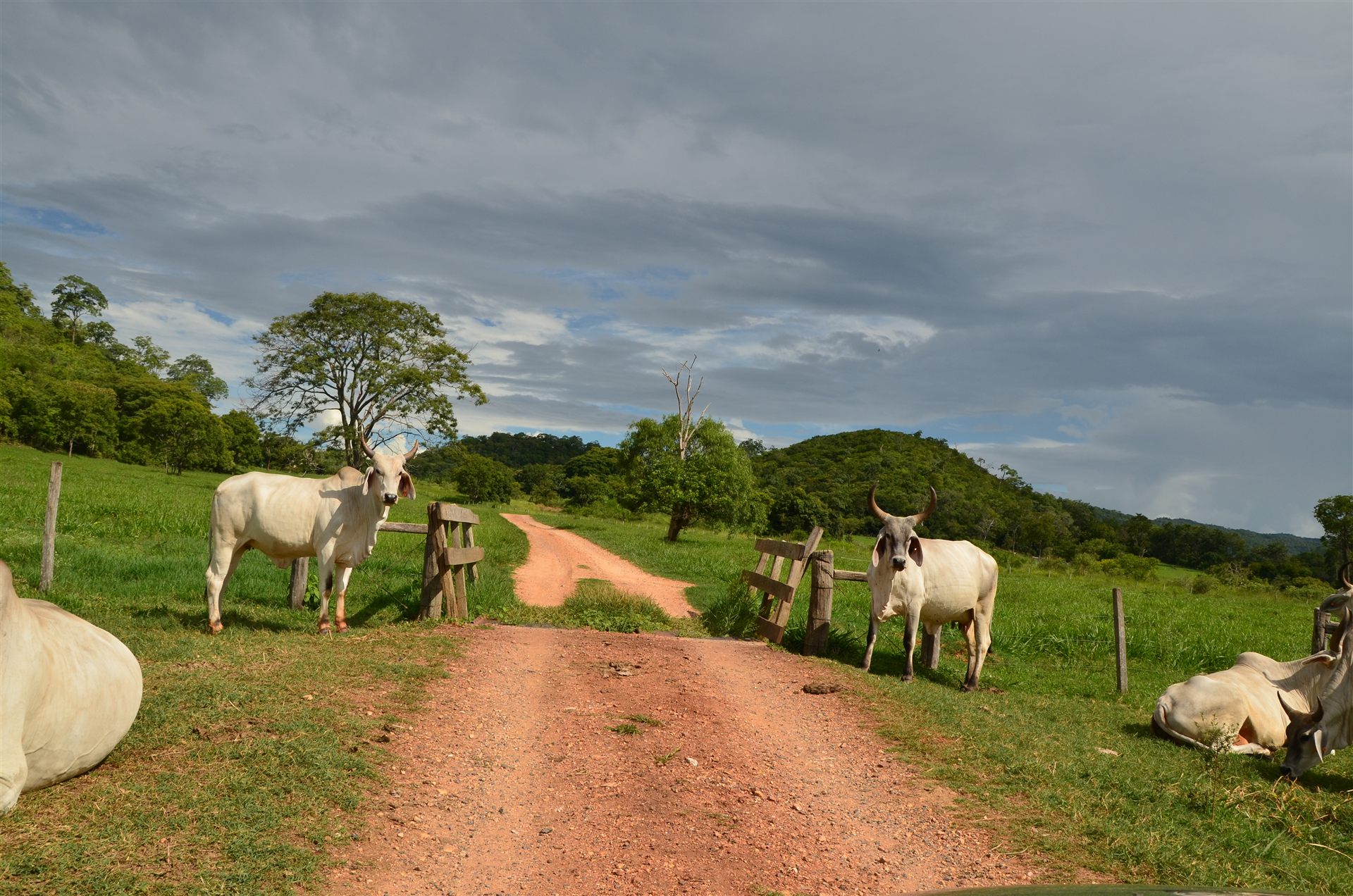 Gado nelore em porteira de fazenda, estrada de terra rural