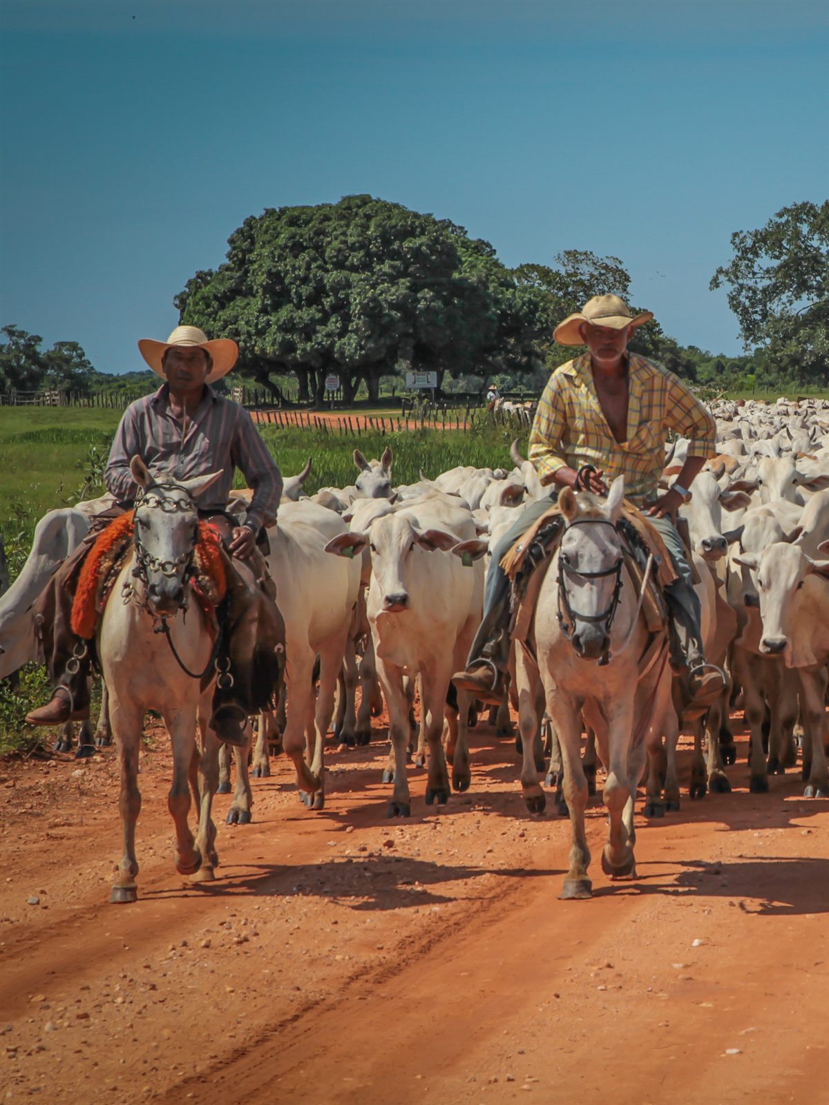 Vaqueiros conduzindo boiada a cavalo no Mato Grosso do Sul
